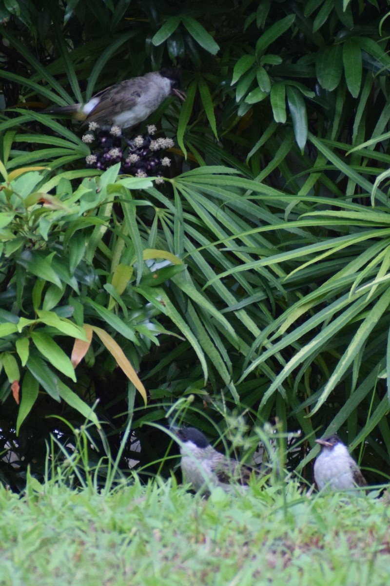 Sooty-headed Bulbul - ML647451008