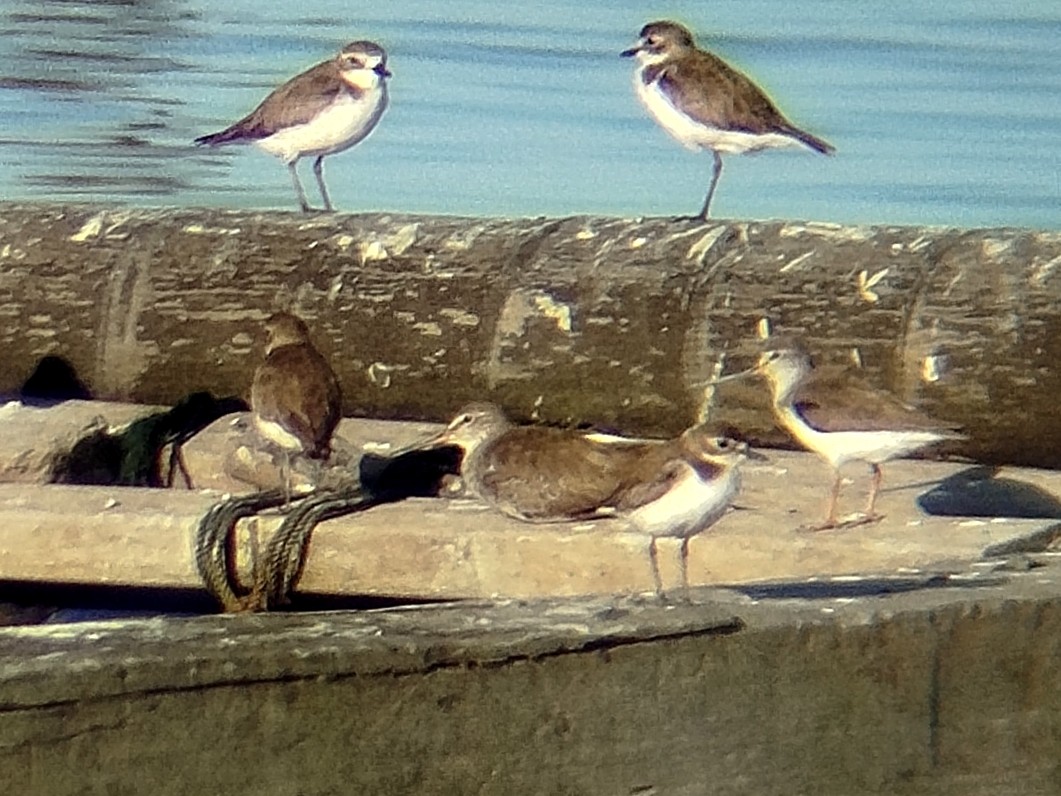 ביצנית אפורה - ML647451009