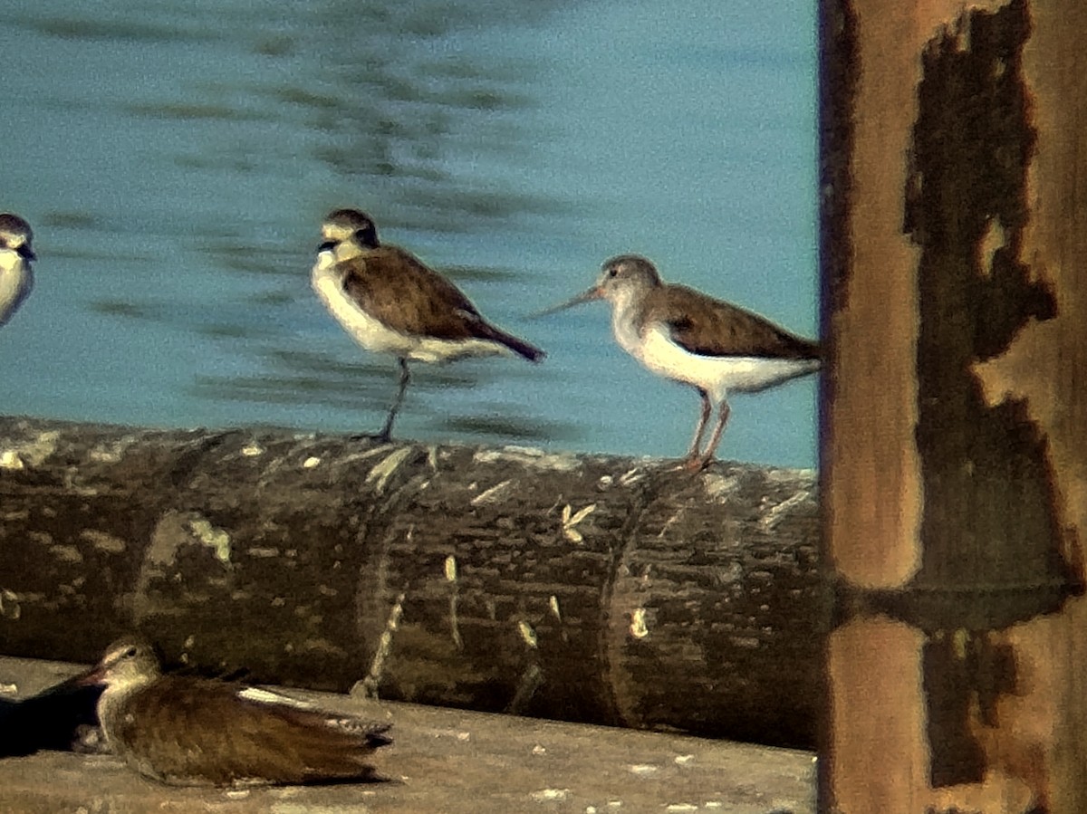 ביצנית אפורה - ML647451010