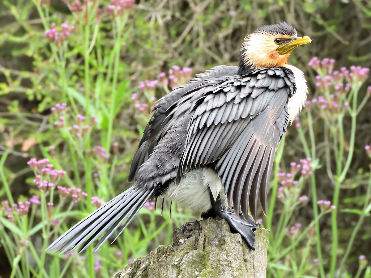 Little Pied Cormorant - ML647451029