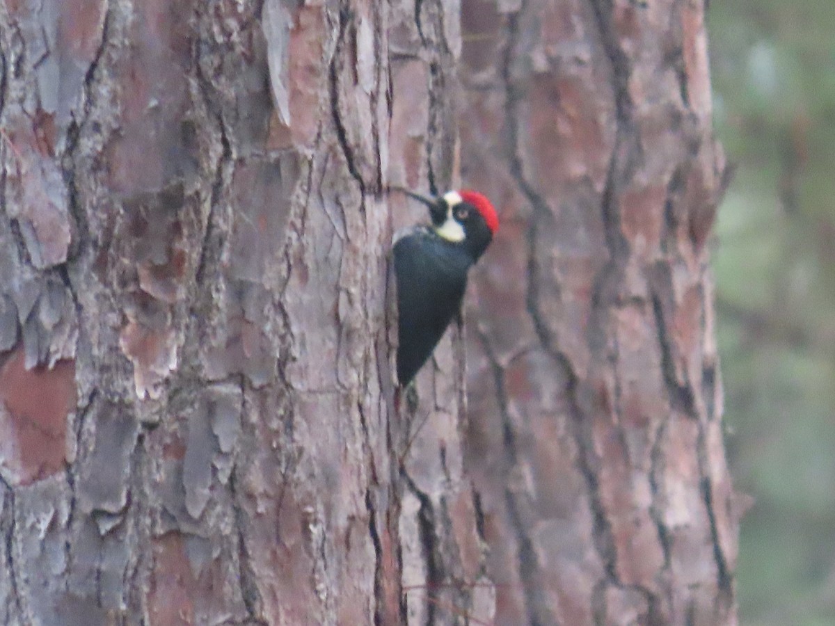 Acorn Woodpecker - ML647451049