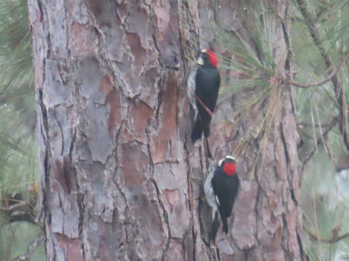 Acorn Woodpecker - ML647451051