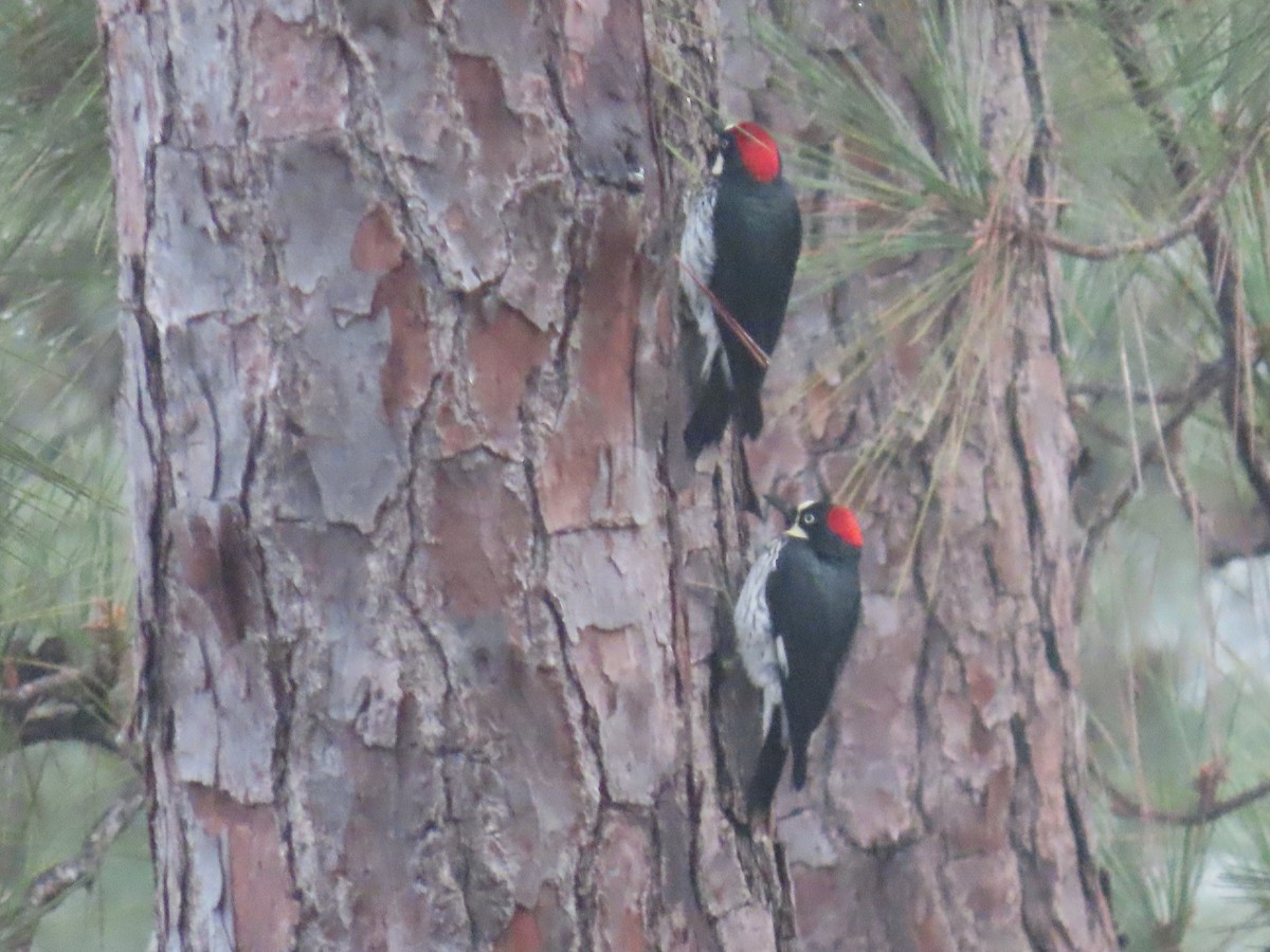 Acorn Woodpecker - ML647451053