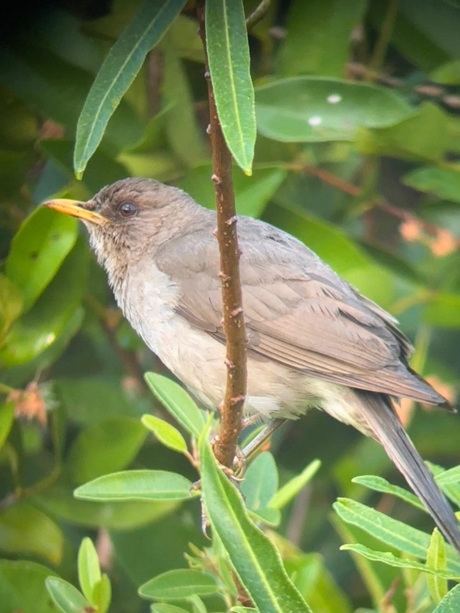 Creamy-bellied Thrush - ML647451061