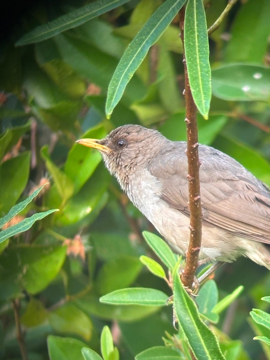 Creamy-bellied Thrush - ML647451065