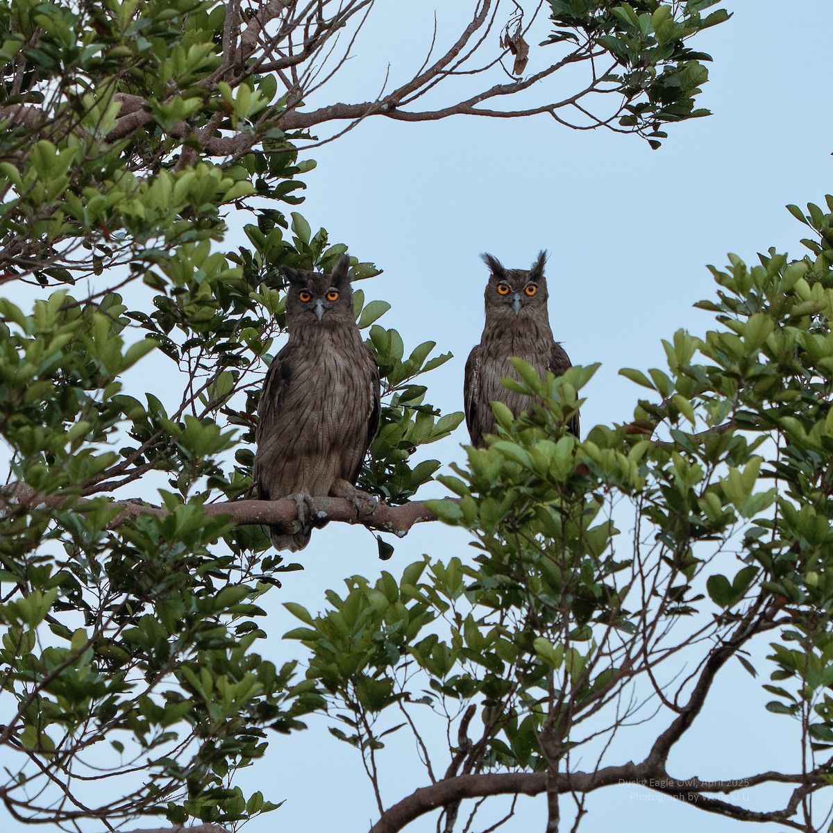 Koromandeluhu - ML647451072