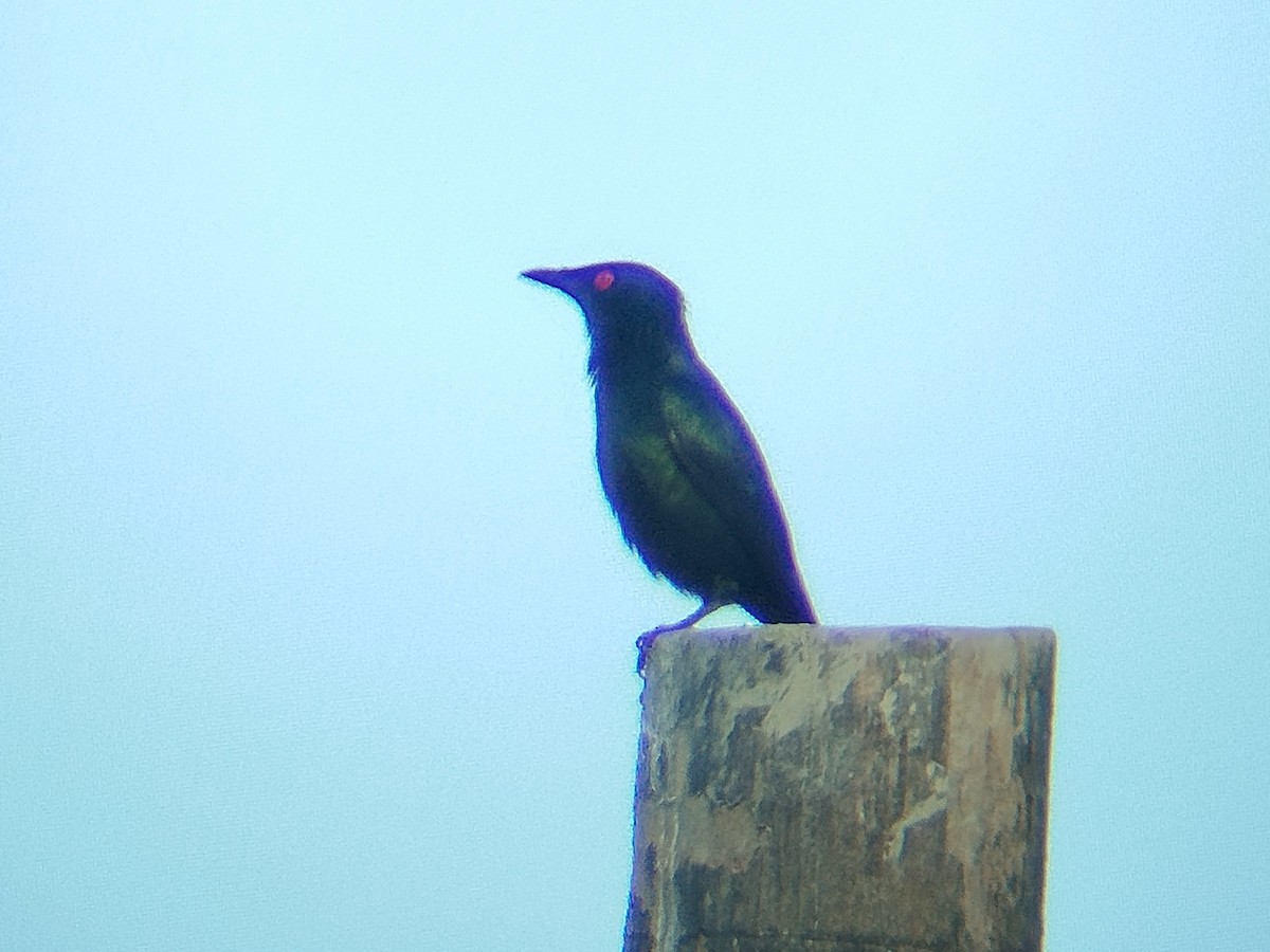 Malay Sığırcığı - ML647451075