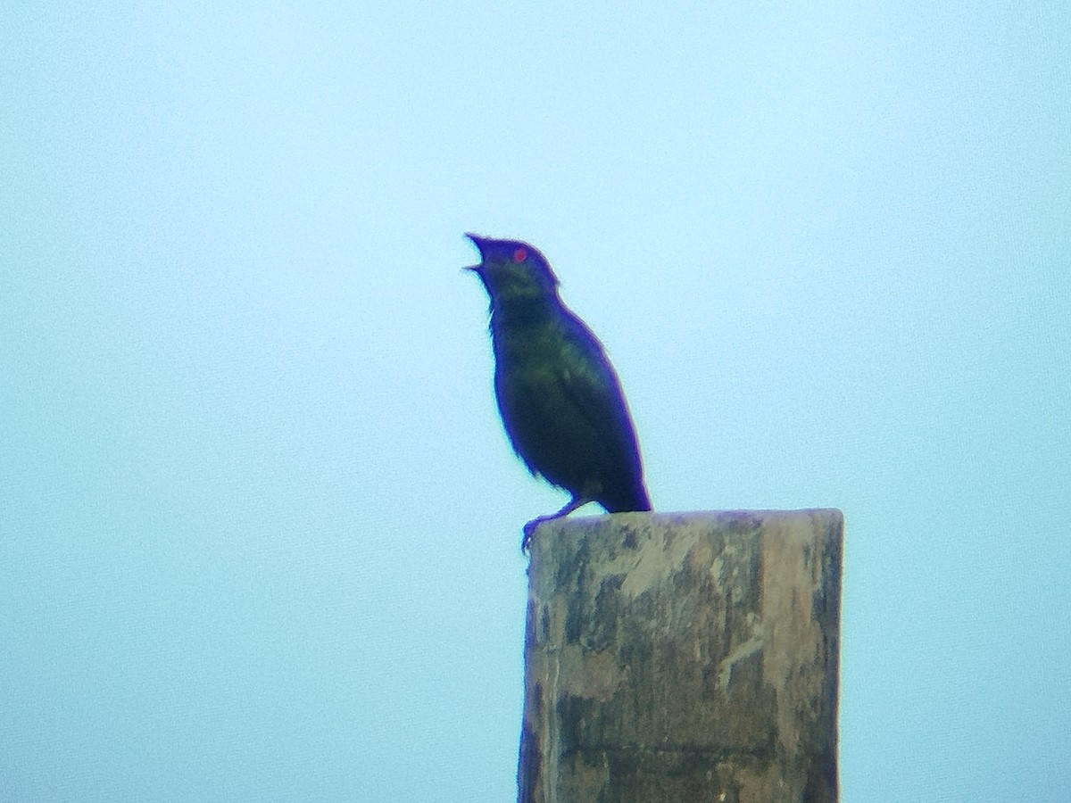 Malay Sığırcığı - ML647451076