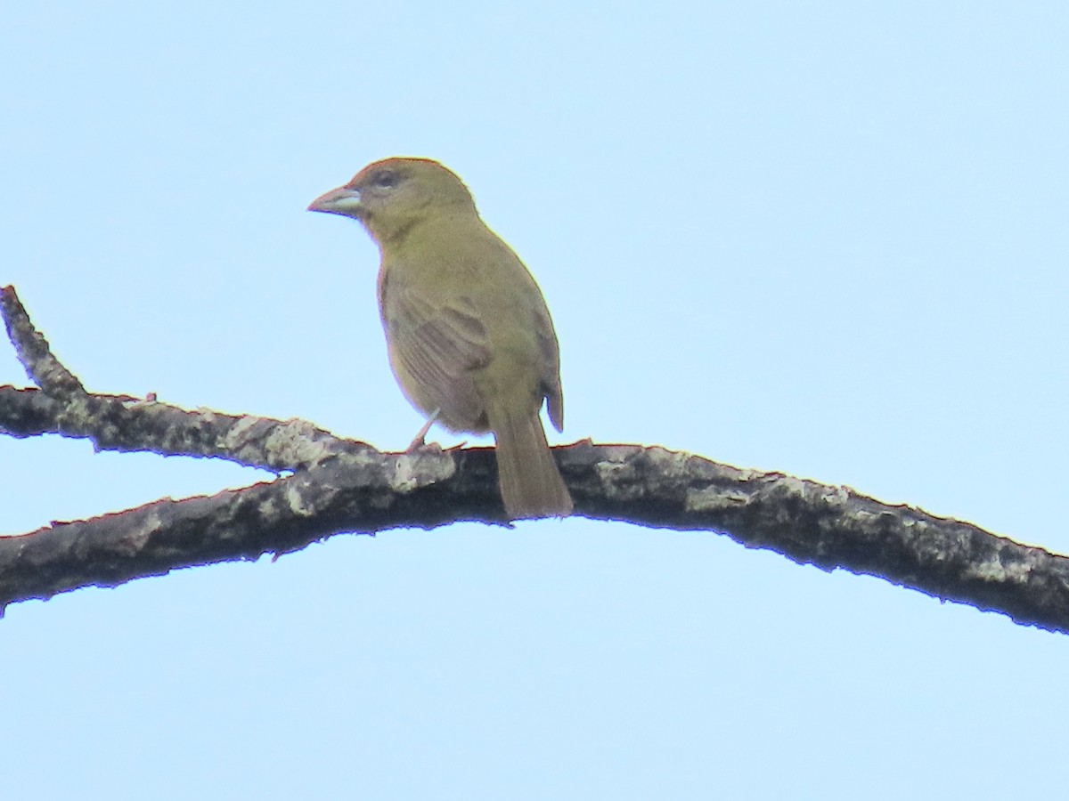 Hepatic Tanager - ML647451079