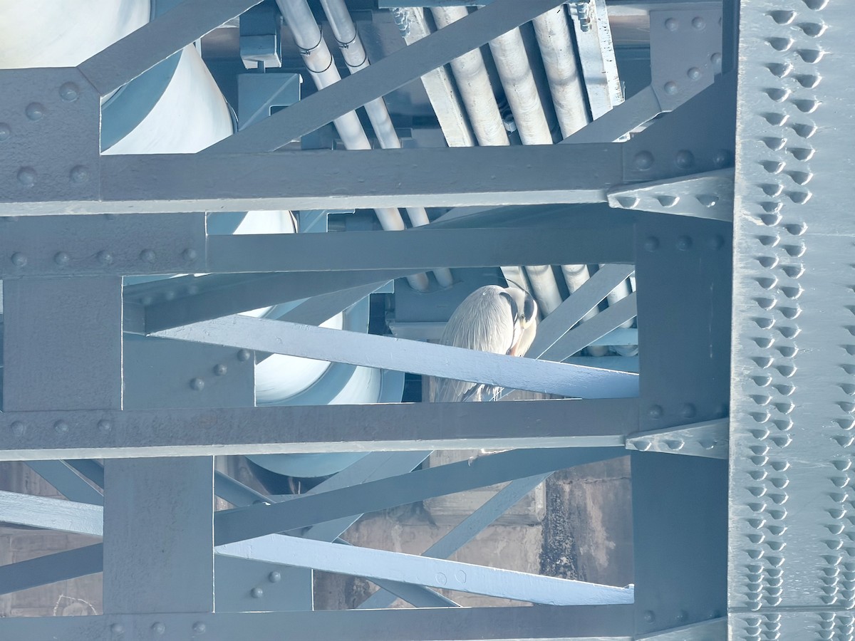 gråhegre - ML647451081