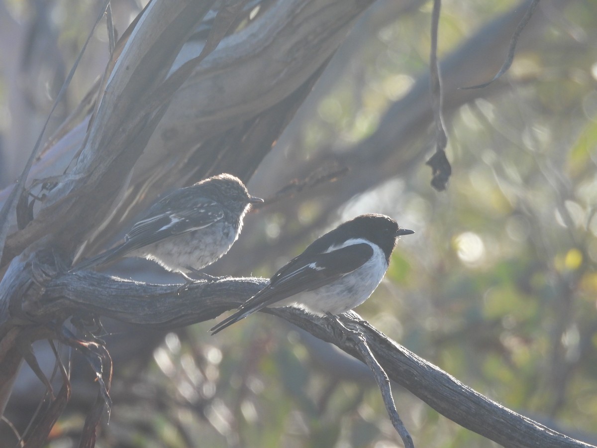 Hooded Robin - ML647451083