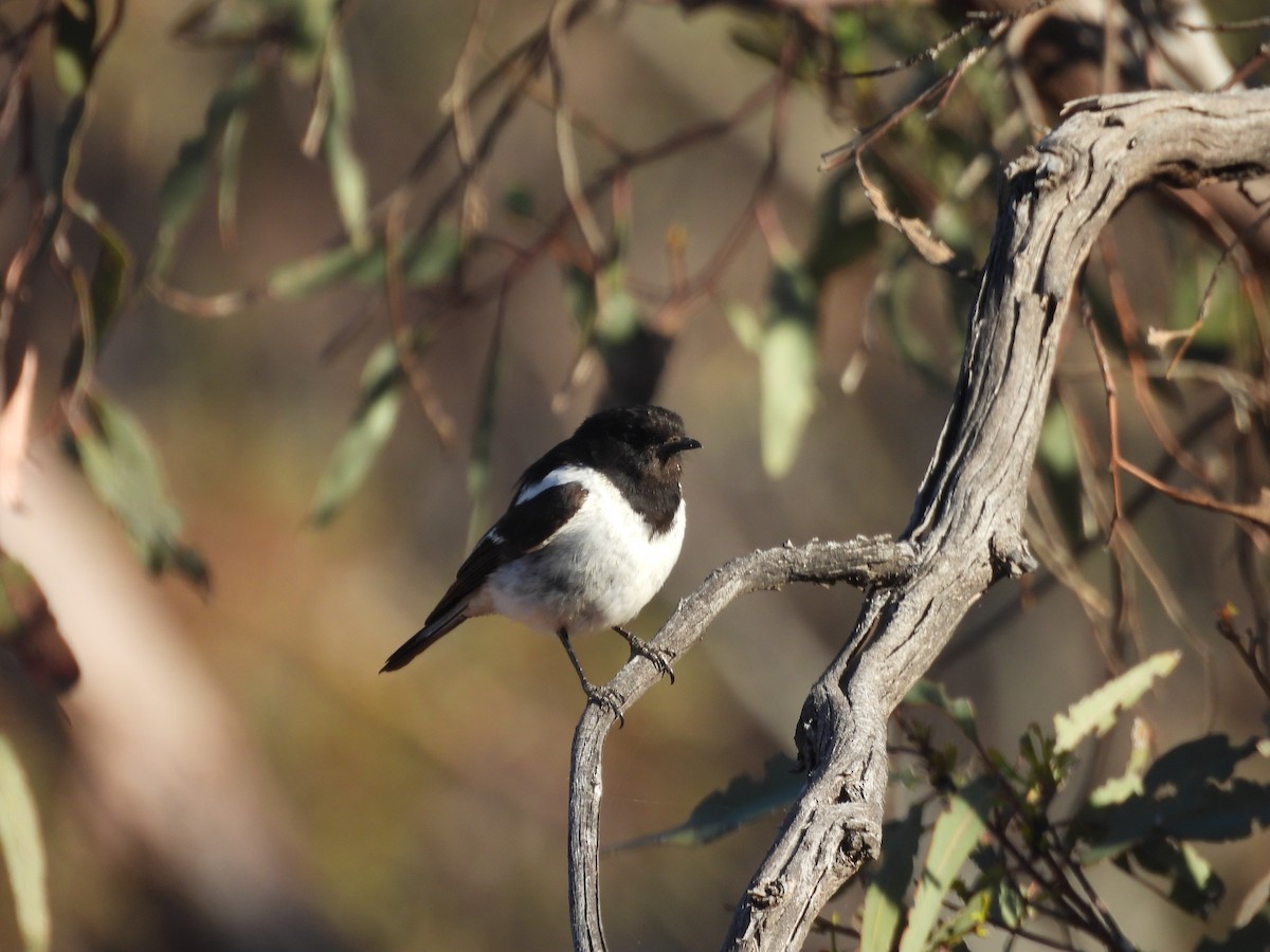 Hooded Robin - ML647451084