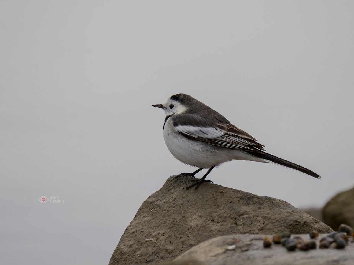 White Wagtail - ML647451091