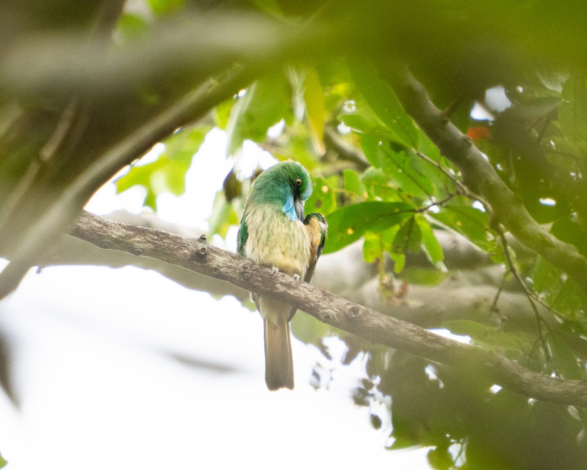 Blue-bearded Bee-eater - ML647451095