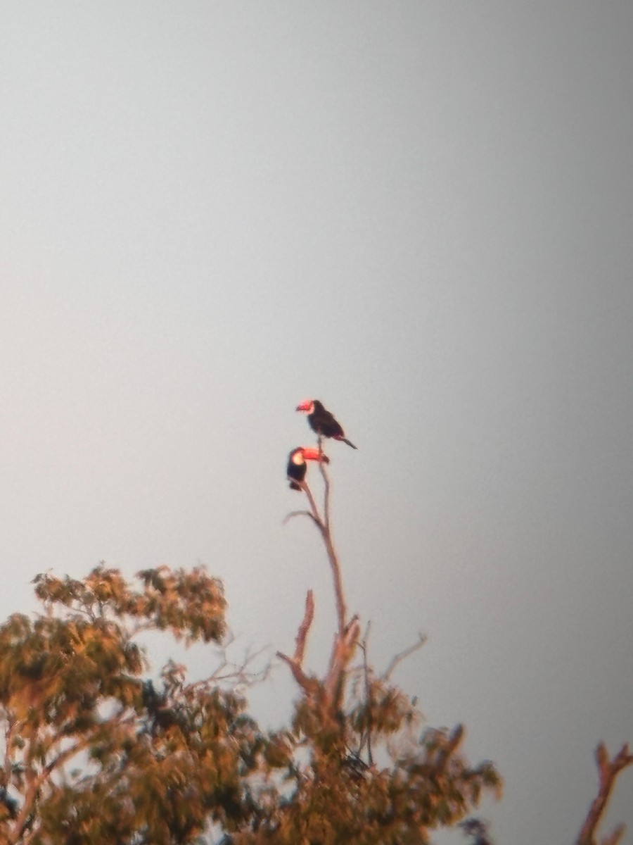 Toco Toucan - ML647451097