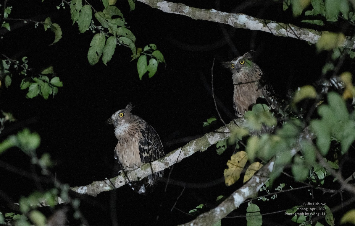 Sundafischuhu - ML647451104