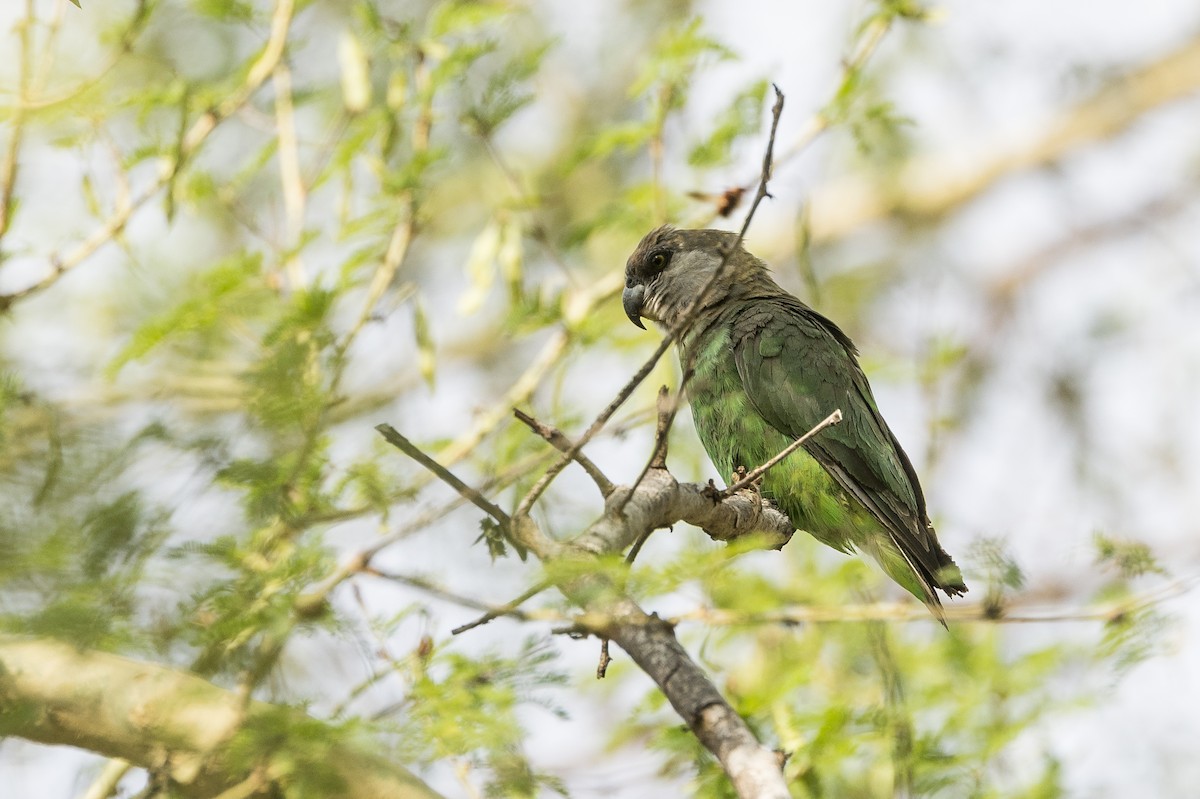 Lorito Cabecipardo - ML647451109