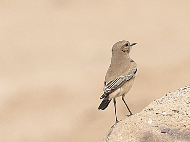 Wüstensteinschmätzer - ML647451115