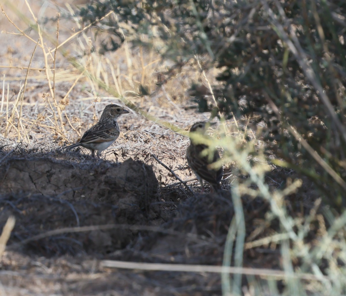 Singing Bushlark - ML647451136