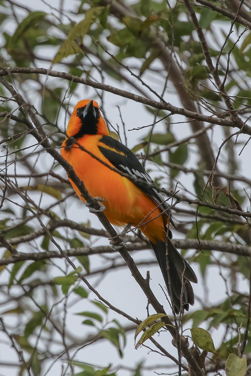 Altamira Oriole - ML647451138