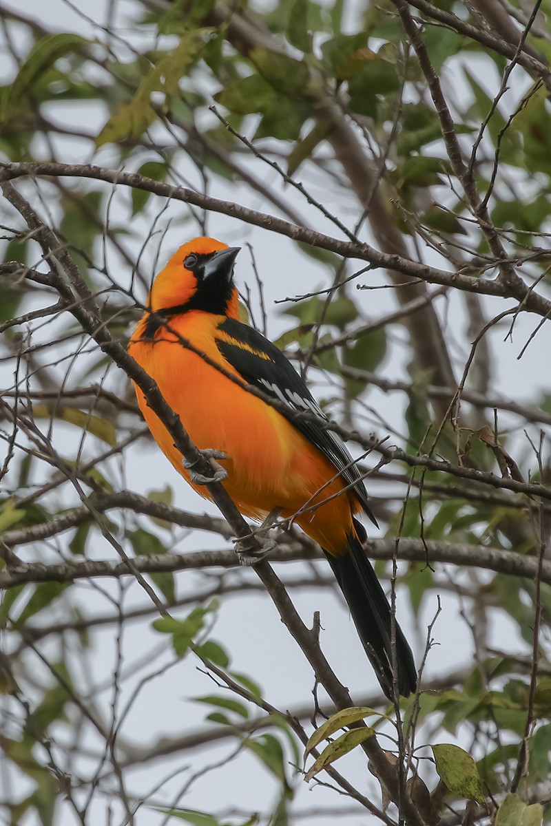 Altamira Oriole - ML647451139