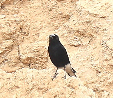 Saharasteinschmätzer - ML647451142