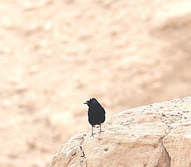 Saharasteinschmätzer - ML647451145