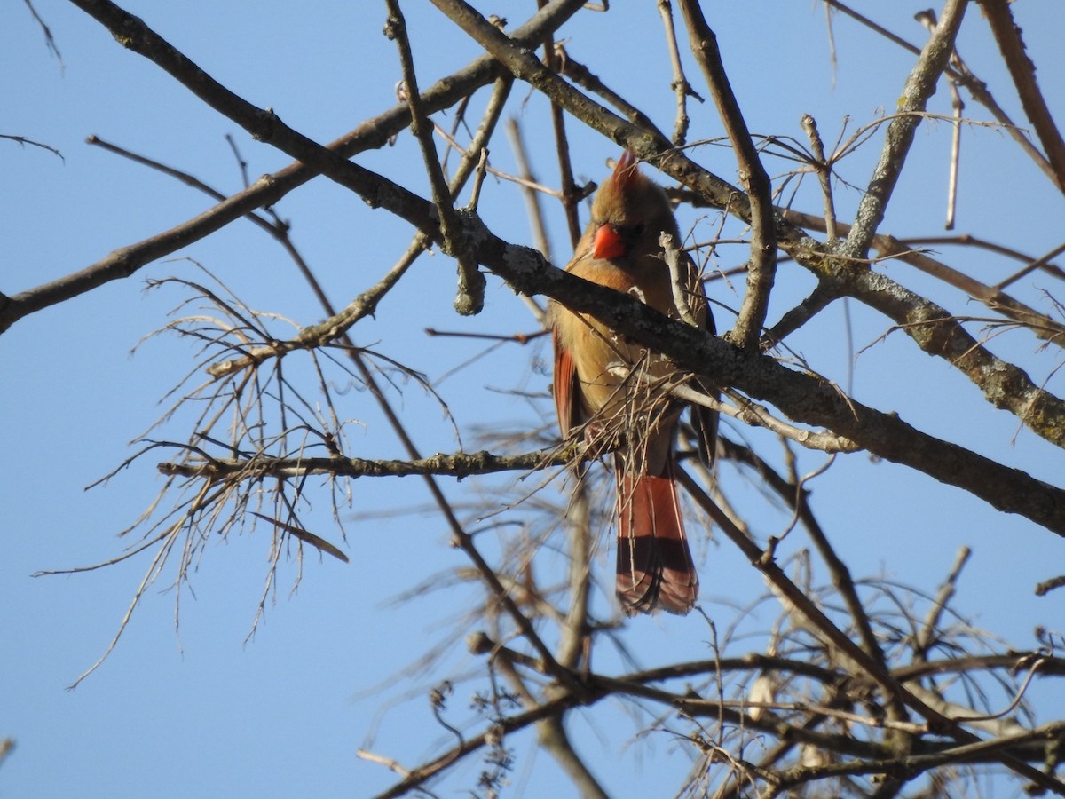 rødkardinal - ML647451155