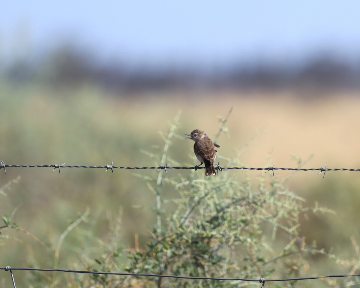 White-fronted Chat - ML647451158