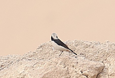 Schwarzrücken-Steinschmätzer - ML647451164