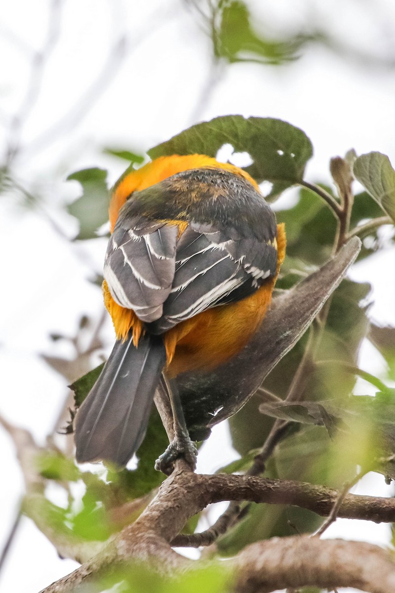 Altamira Oriole - ML647451191