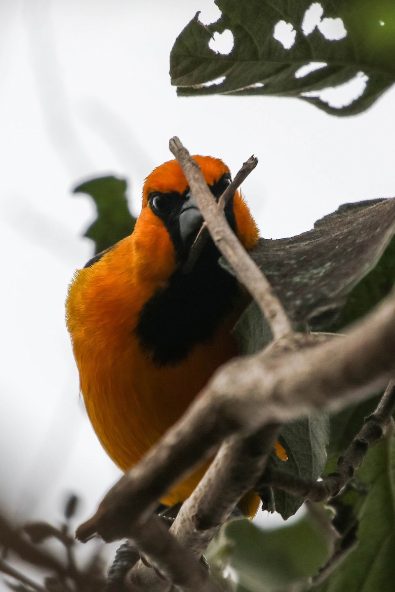 Altamira Oriole - ML647451192