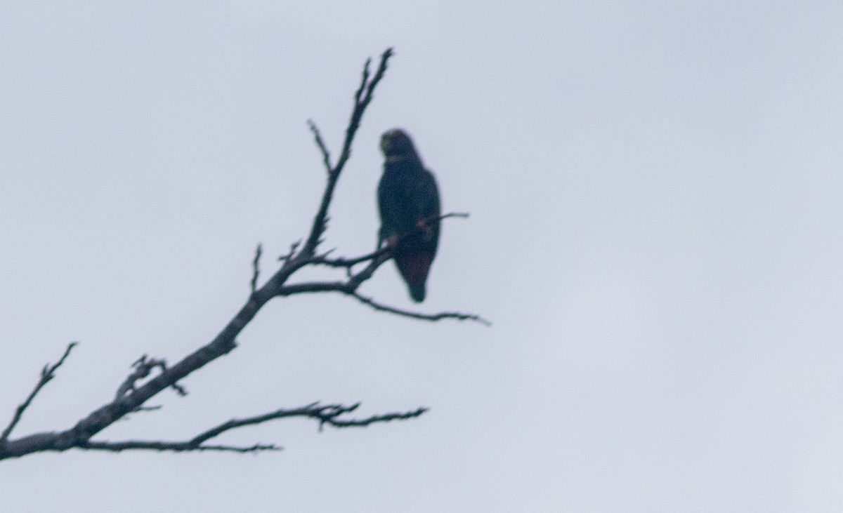 Loro Senil - ML647451193