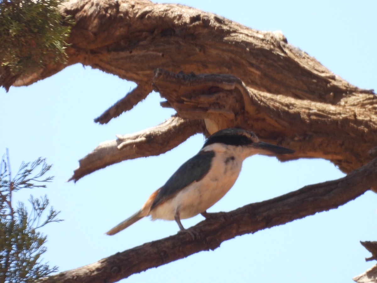 Альціон рудогузий - ML647451198