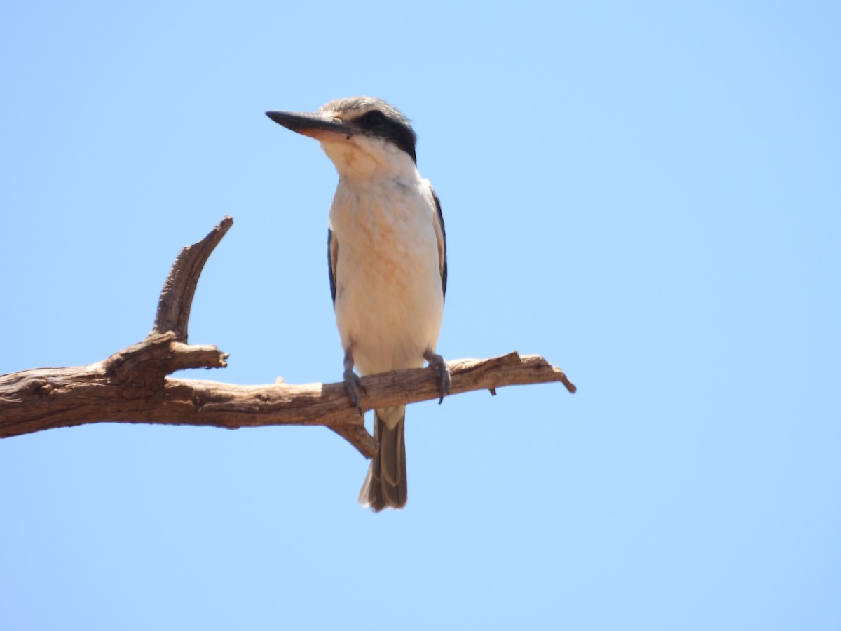 Альціон рудогузий - ML647451199