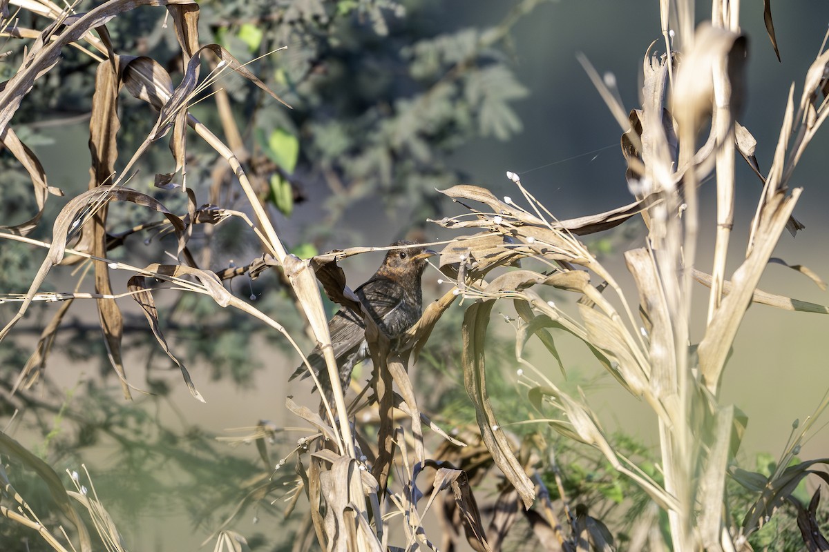 Gray-bellied Cuckoo - ML647451200