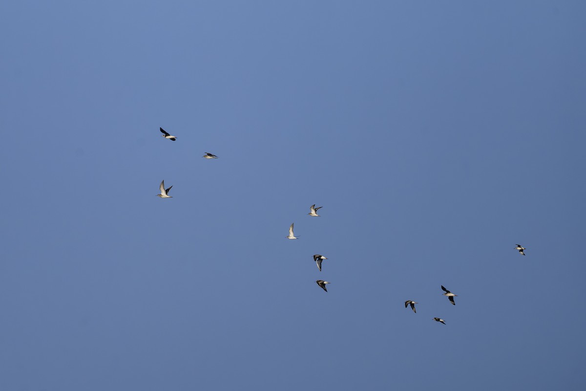 vodouš bahenní - ML647451210