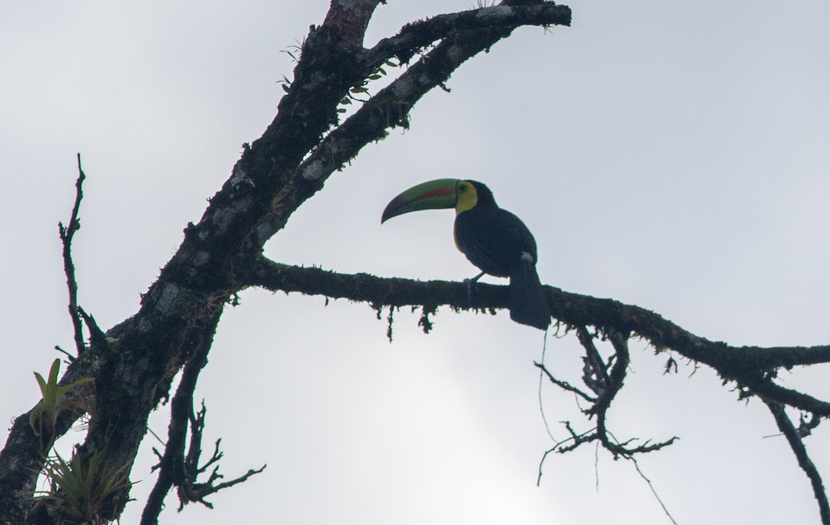 tukan středoamerický - ML647451211