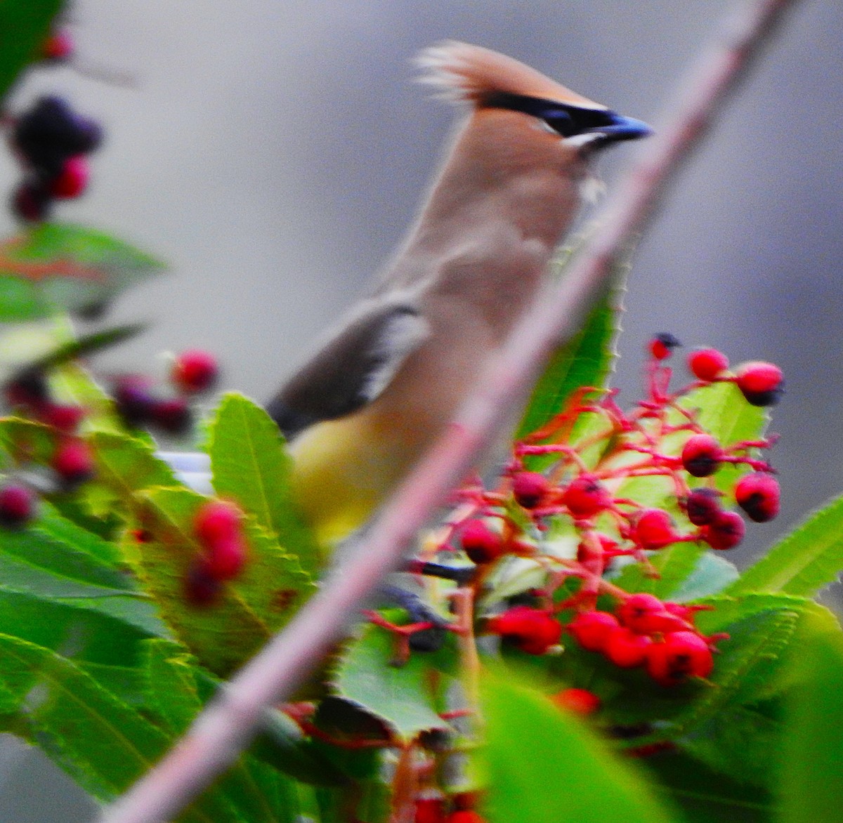 ציצנית אמריקנית - ML647451224