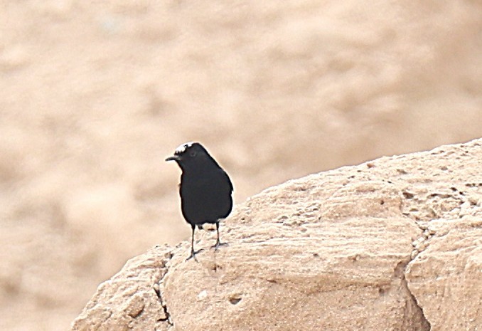 Saharasteinschmätzer - ML647451226