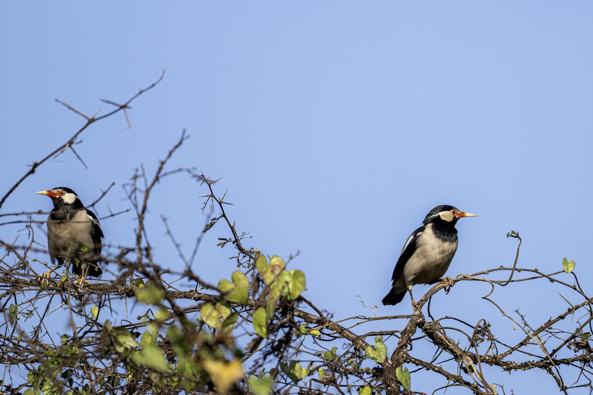 Indian Pied Starling - ML647451230