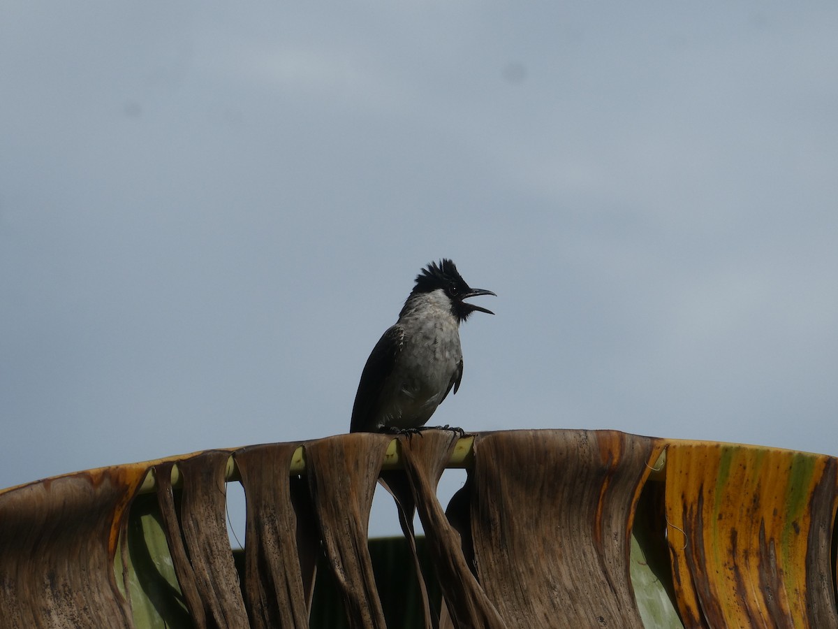 Sooty-headed Bulbul - ML647451250
