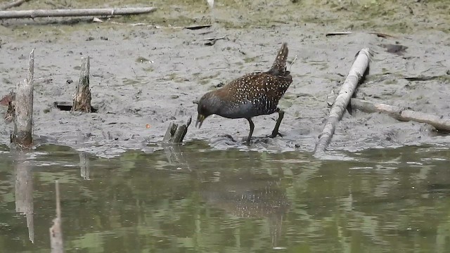 chřástal australský - ML647451273