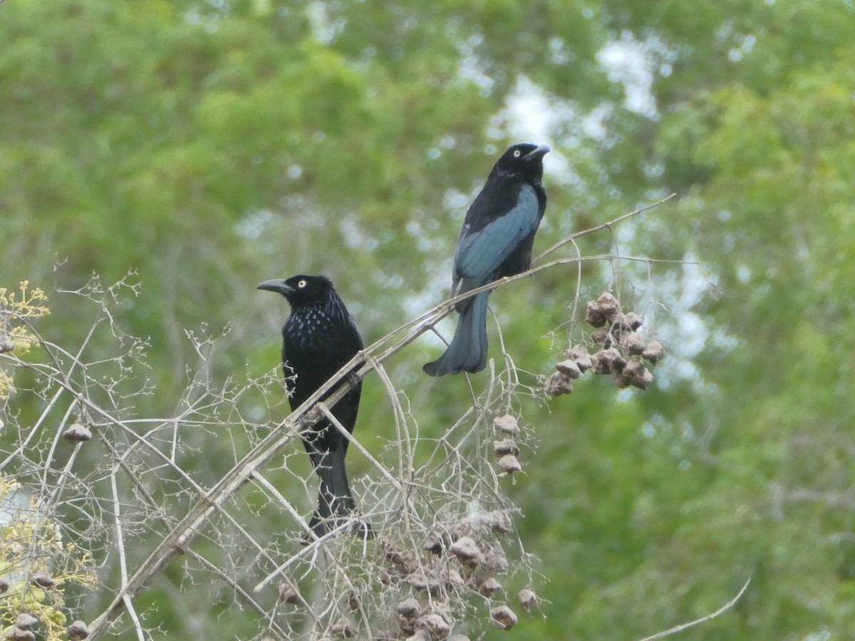 Hair-crested Drongo - ML647451281