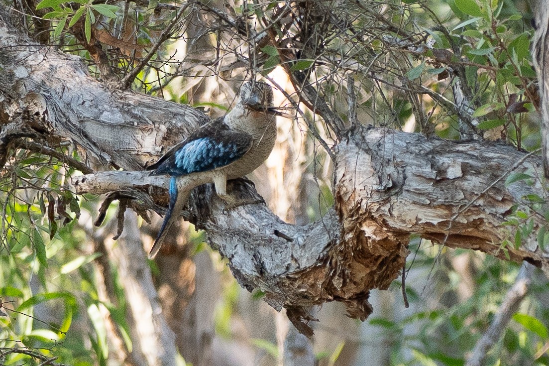 Blue-winged Kookaburra - ML647451285