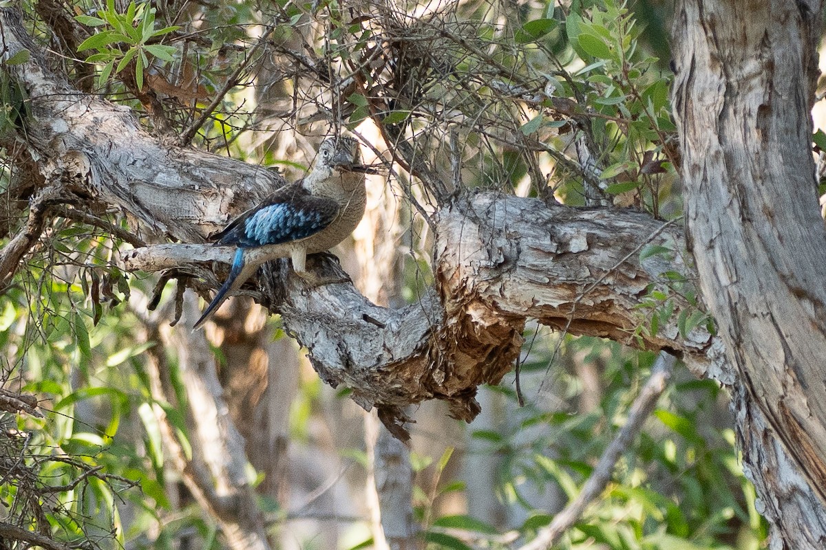 Blue-winged Kookaburra - ML647451286