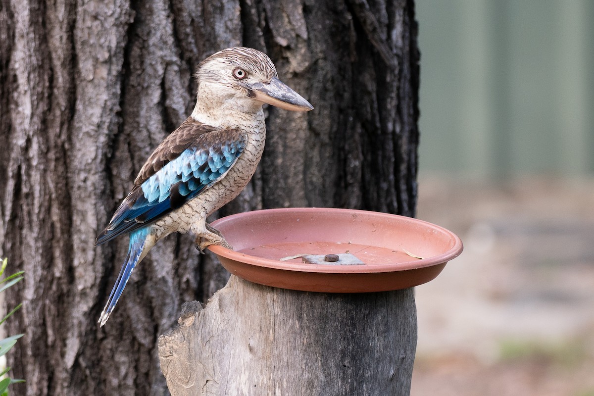 Blue-winged Kookaburra - ML647451287