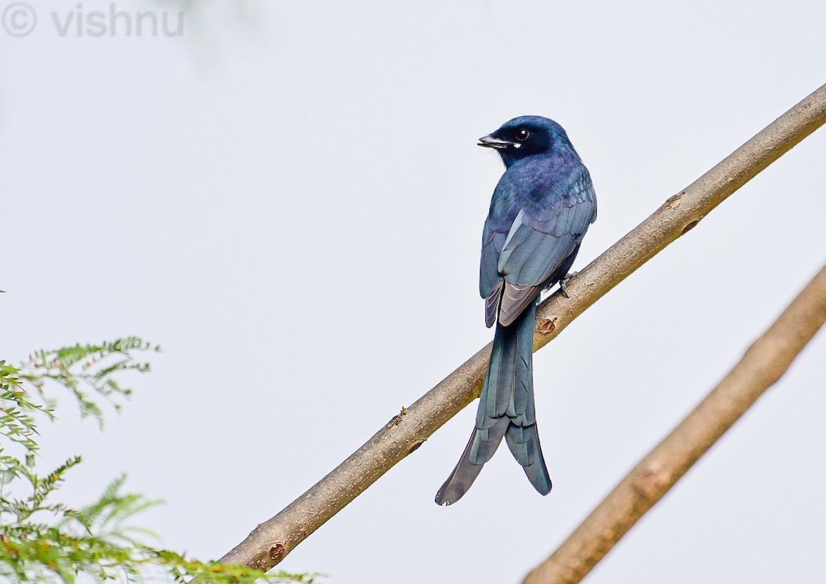 Black Drongo - ML647451295