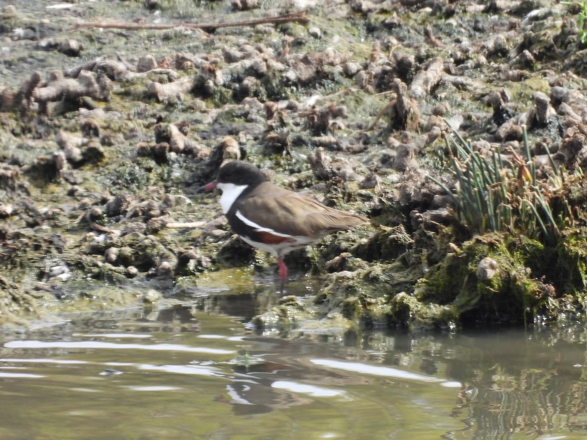 Red-kneed Dotterel - ML647451324