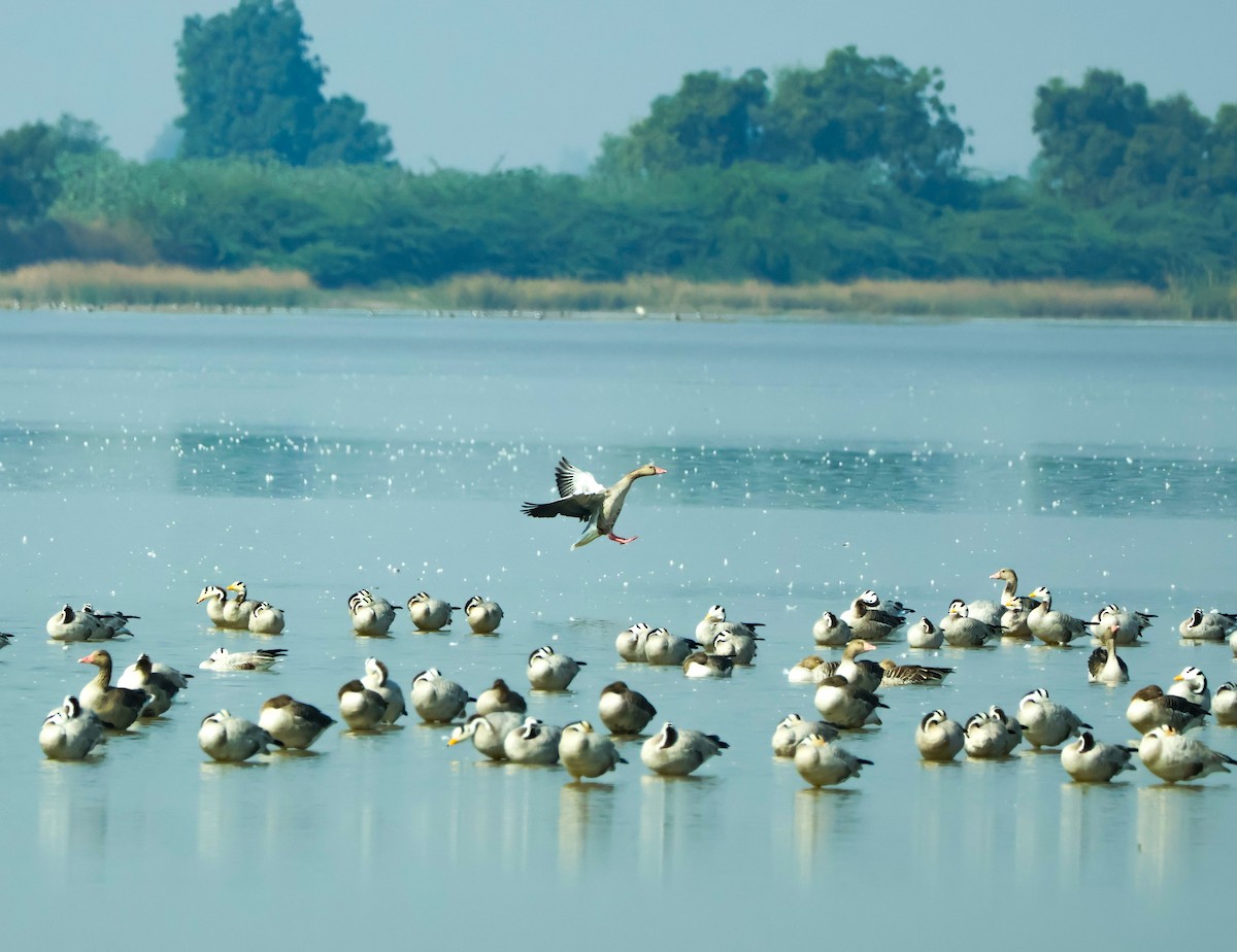 Bar-headed Goose - ML647451328